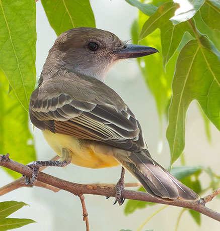 Brown-crested Flycatcher Myiarchus tyrannulus