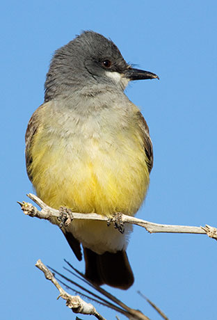 Cassin's Kingbird Tyrannus vociferans 