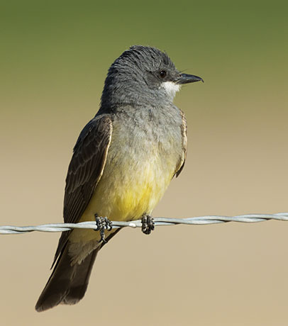 Cassin's Kingbird Tyrannus vociferans 