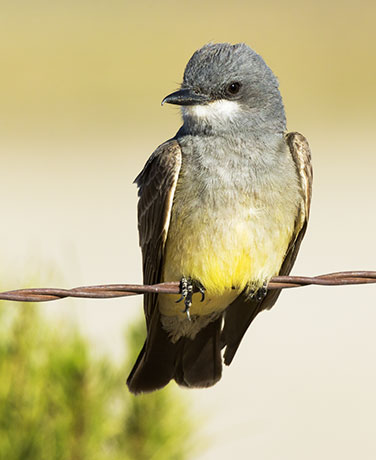 Cassin's Kingbird Tyrannus vociferans 
