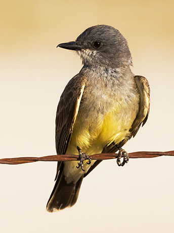 Cassin's Kingbird Tyrannus vociferans 