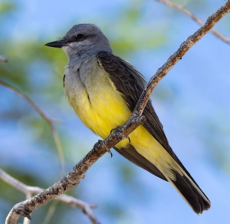 Cassin's Kingbird Tyrannus vociferans 