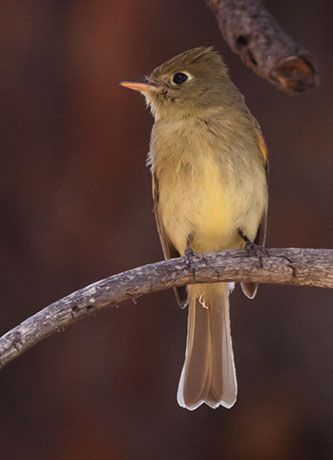 Cordilleran Flycatcher Empidonax occidentalis 