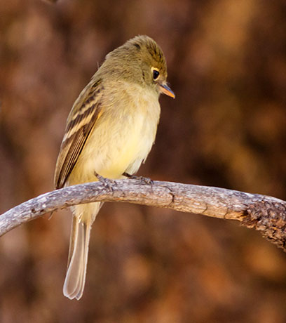 Cordilleran Flycatcher Empidonax occidentalis 