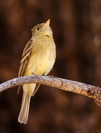 Cordilleran Flycatcher Empidonax occidentalis 