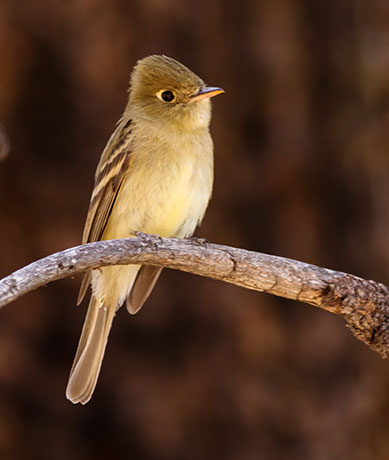 Cordilleran Flycatcher Empidonax occidentalis 