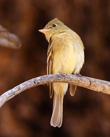 Cordilleran Flycatcher Empidonax occidentalis 