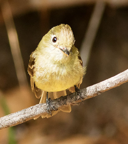 Cordilleran Flycatcher Empidonax occidentalis 