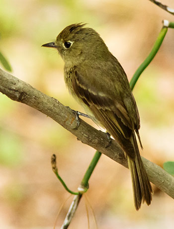 Cordilleran Flycatcher Empidonax occidentalis 