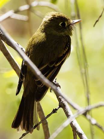 Cordilleran Flycatcher Empidonax occidentalis 