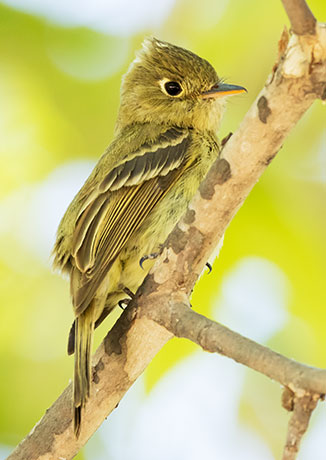 Cordilleran Flycatcher Empidonax occidentalis 