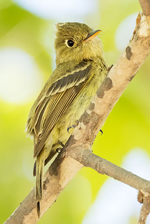 Cordilleran Flycatcher Empidonax occidentalis 
