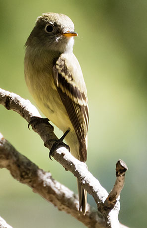 Cordilleran Flycatcher Empidonax occidentalis 