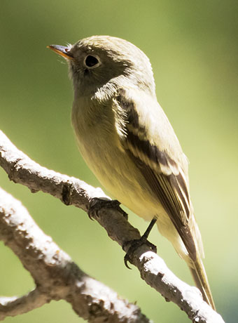 Cordilleran Flycatcher Empidonax occidentalis 