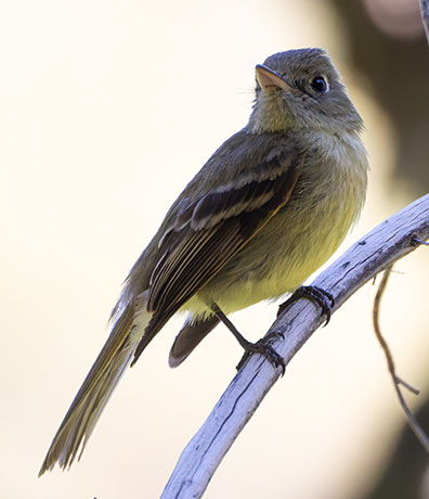 Cordilleran Flycatcher Empidonax occidentalis 