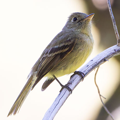 Cordilleran Flycatcher Empidonax occidentalis 