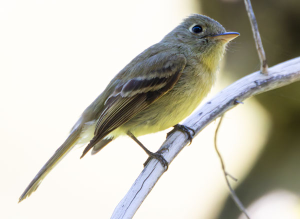 Cordilleran Flycatcher Empidonax occidentalis 