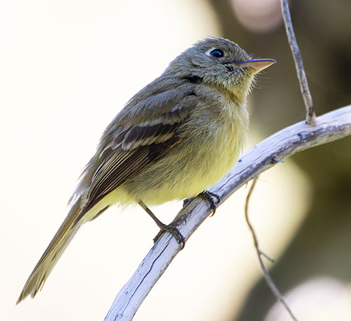 Cordilleran Flycatcher Empidonax occidentalis 