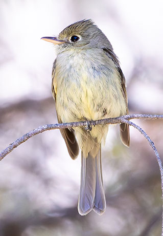 Western (Cordilleran) Flycatcher Empidonax difficilis (occidentalis) 