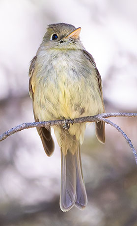 Western (Cordilleran) Flycatcher Empidonax difficilis (occidentalis) 