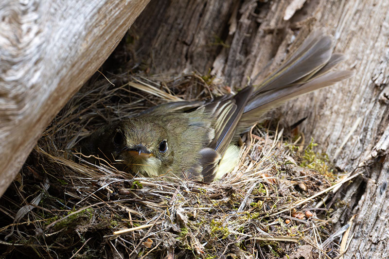 Western (Cordilleran) Flycatcher Empidonax difficilis (occidentalis) 