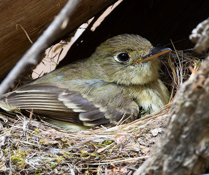 Western (Cordilleran) Flycatcher Empidonax difficilis (occidentalis) 