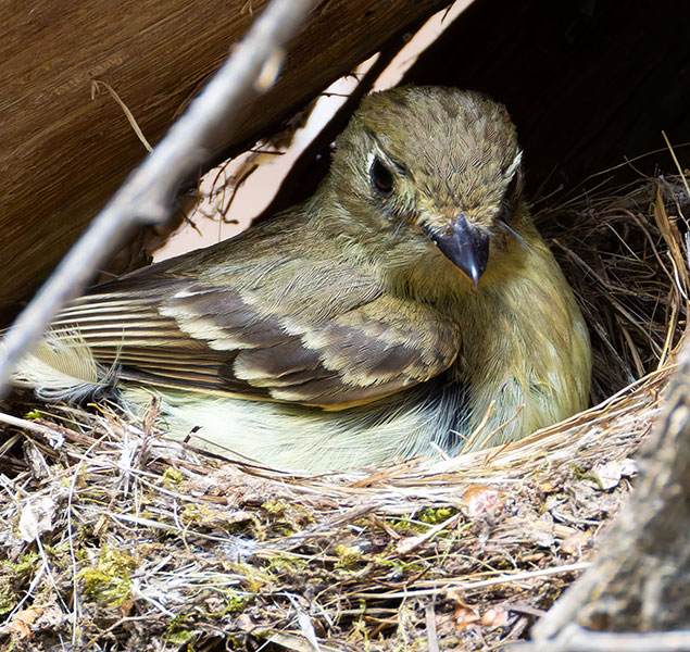 Western (Cordilleran) Flycatcher Empidonax difficilis (occidentalis) 