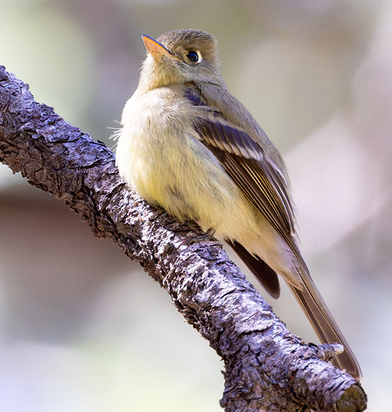 Western (Cordilleran) Flycatcher Empidonax difficilis (occidentalis) 