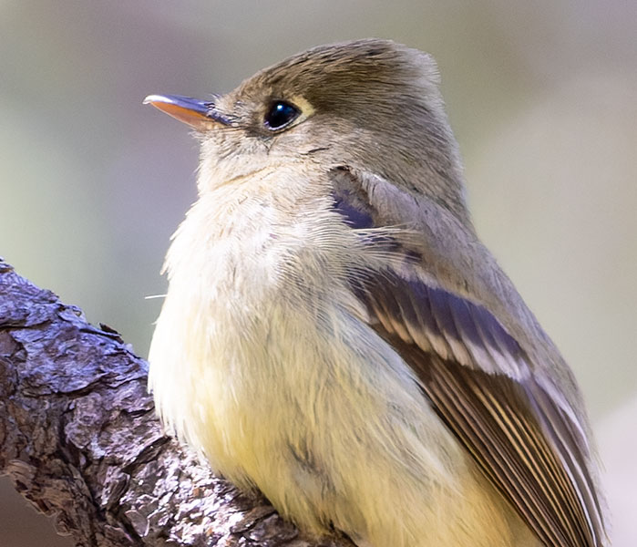 Western (Cordilleran) Flycatcher Empidonax difficilis (occidentalis) 
