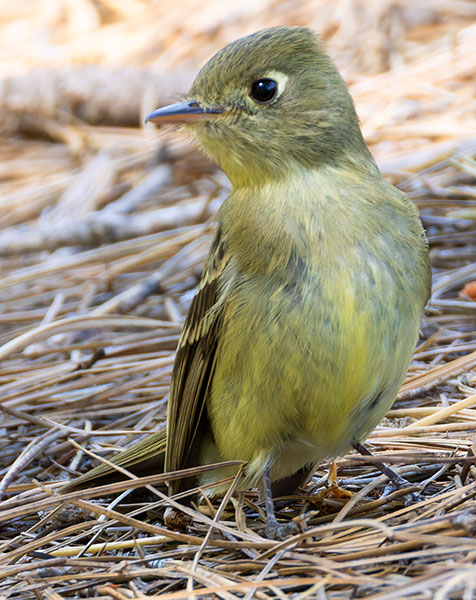 Western (Cordilleran) Flycatcher Empidonax difficilis (occidentalis) 