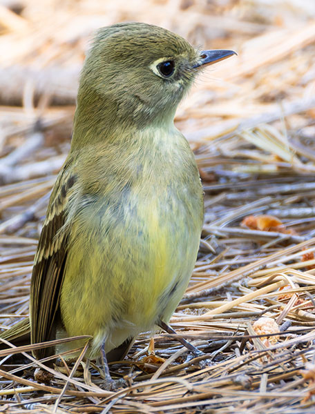 Western (Cordilleran) Flycatcher Empidonax difficilis (occidentalis) 