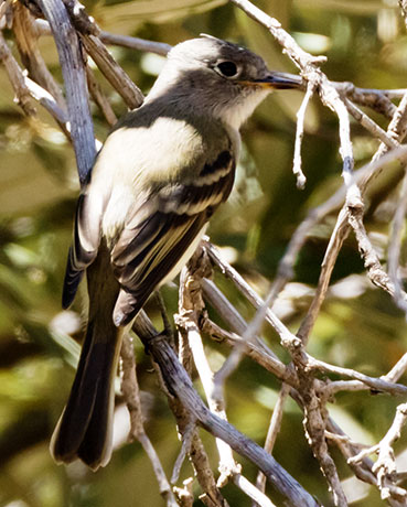Dusky Flycatcher Empidonax oberholseri 