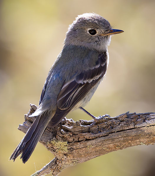 Dusky Flycatcher Empidonax oberholseri 