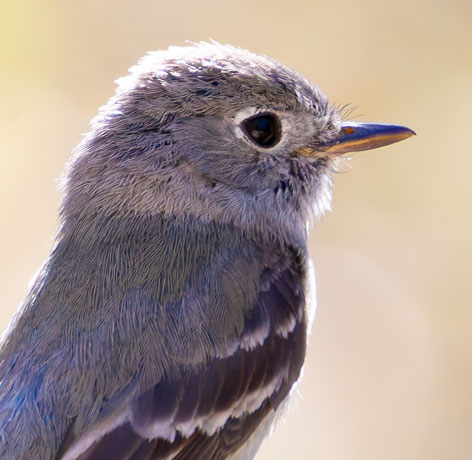 Dusky Flycatcher Empidonax oberholseri 