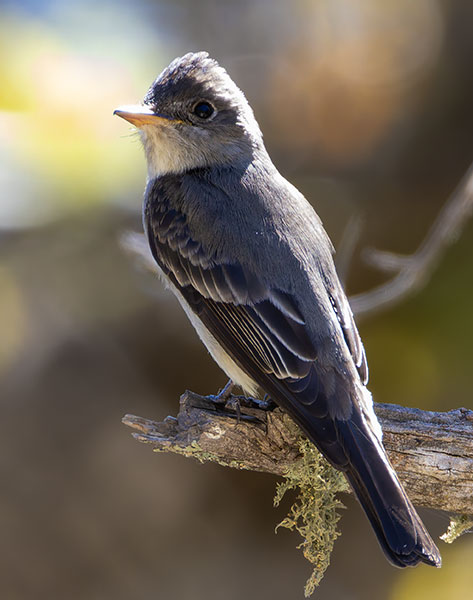Dusky Flycatcher Empidonax oberholseri 