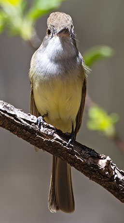 Dusky-capped Flycatcher Myiarchus tuberculifer 