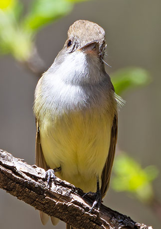 Dusky-capped Flycatcher Myiarchus tuberculifer 