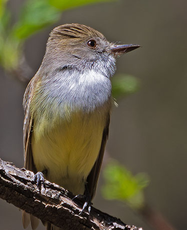 Dusky-capped Flycatcher Myiarchus tuberculifer 