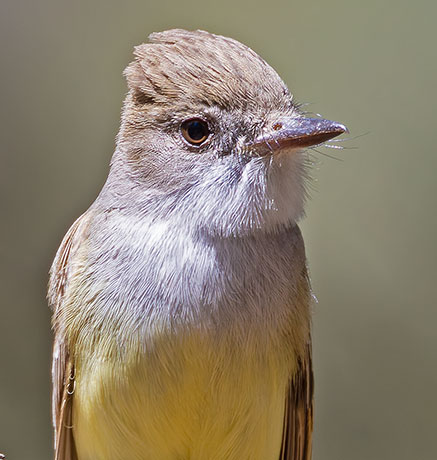 Dusky-capped Flycatcher Myiarchus tuberculifer 