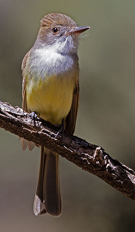 Dusky-capped Flycatcher Myiarchus tuberculifer 