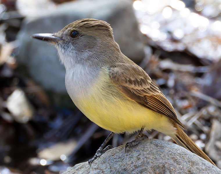 Dusky-capped Flycatcher Myiarchus tuberculifer 
