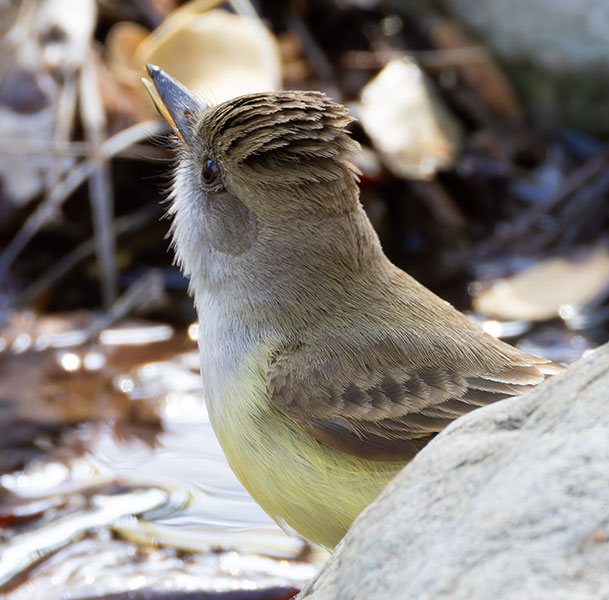 Dusky-capped Flycatcher Myiarchus tuberculifer 