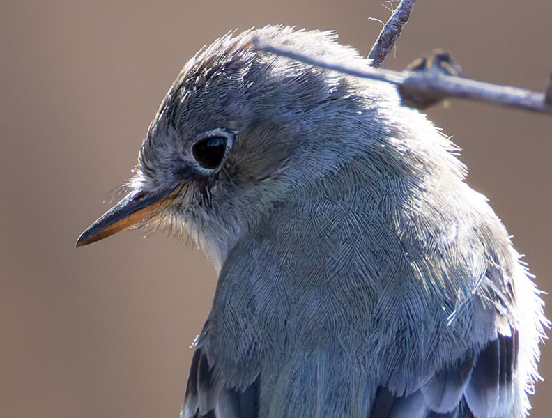 Gray Flycatcher Empidonax wrightii 