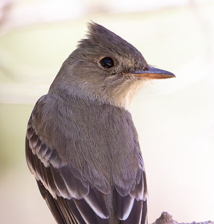 Greater Pewee Contopus pertinax
