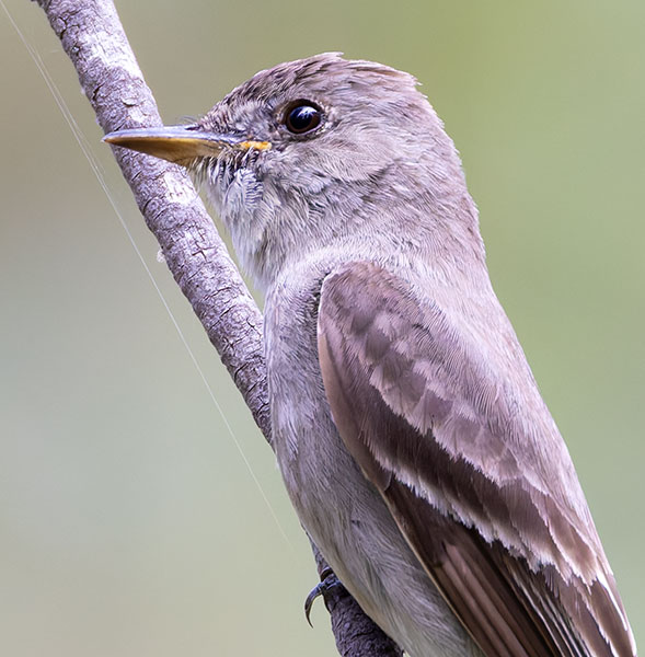 Greater Pewee Contopus pertinax 