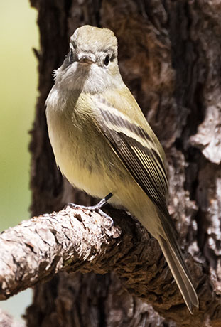 Hammond's Flycatcher Empidonax hammondii 