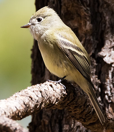 Hammond's Flycatcher Empidonax hammondii 