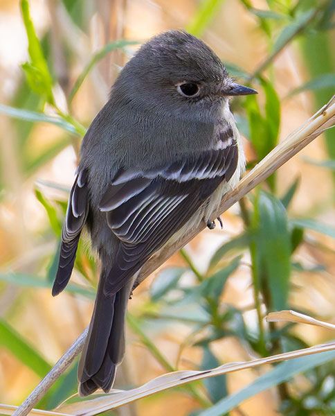 Hammond's Flycatcher Empidonax hammondii 