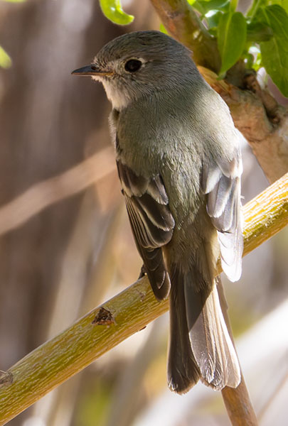 Hammond's Flycatcher Empidonax hammondii 