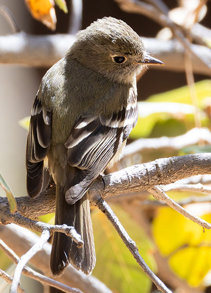 Hammond's Flycatcher Empidonax hammondii 